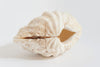 Beautiful Small Complete Clam Shell
