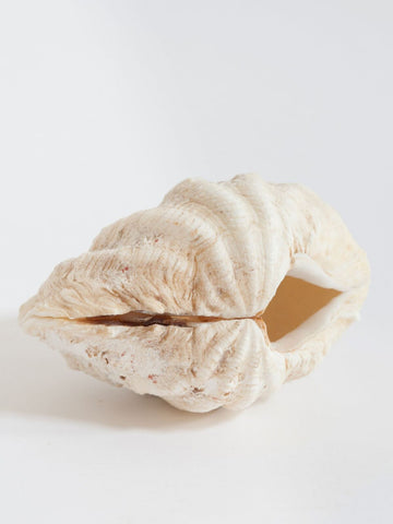 Beautiful Small Complete Clam Shell