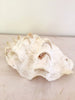 Beautiful Vintage Clam Shell
