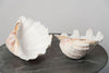 STUNNING COMPLETE GIANT CLAM SHELL/TRIDACNA GIGAS