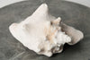 Beautiful Large Conch Shell