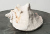 Beautiful Large Conch Shell