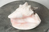Beautiful Large Conch Shell