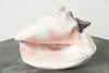 Beautiful Large Conch Shell