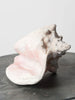 Beautiful Large Conch Shell