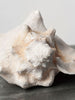 Beautiful Large Conch Shell