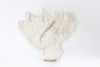 Beautiful White Finger Coral