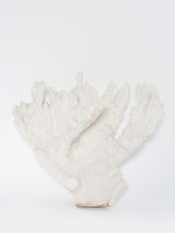 Beautiful White Finger Coral