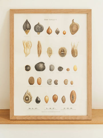 Framed Mid Century Danish Educational Seed Print