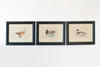 Collection Antique Duck Bookplates, mounted & framed
