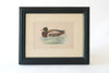 Collection Antique Duck Bookplates, mounted & framed