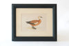 Collection Antique Duck Bookplates, mounted & framed