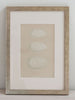 Antique 19th Century Egg prints, mounted and framed - Decorative Antiques UK  - 5