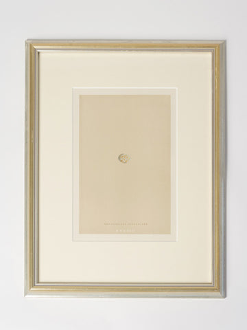 ANTIQUE 19TH CENTURY BIRD EGG BOOKPLATES, MOUNTED AND FRAMED
