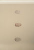 ANTIQUE 19TH CENTURY BIRD EGG BOOKPLATES, MOUNTED AND FRAMED