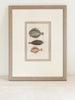 Antique French Fish Bookplates, mounted and framed