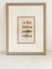 Antique French Fish Bookplates, mounted and framed