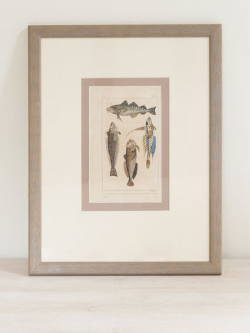 Antique French Fish Bookplates, mounted and framed