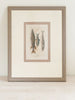 Antique French Fish Bookplates, mounted and framed