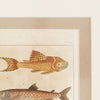 Antique French Fish Bookplates, mounted and framed