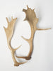 Pair Vintage Fallow Deer Antlers