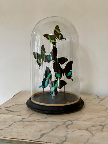 Beautiful butterflies dome