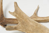 Pair Vintage Fallow Deer Antlers