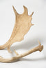 Pair Vintage Fallow Deer Antlers