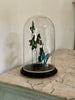 Beautiful butterflies dome