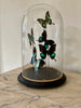 Beautiful butterflies dome