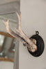 Collection of Antique Roe deer antlers mounted on circular shields - Decorative Antiques UK - 4