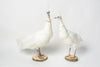 STUNNING RARE WHITE TAXIDERMY PEAHENS
