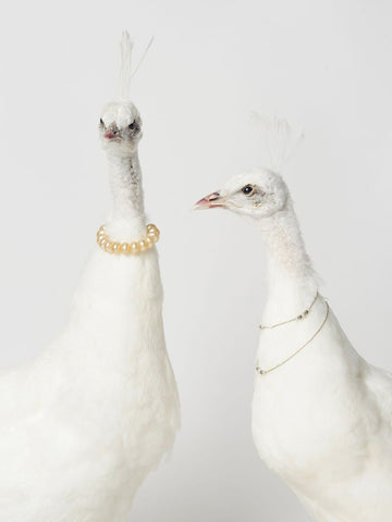 STUNNING RARE WHITE TAXIDERMY PEAHENS