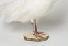 STUNNING RARE WHITE TAXIDERMY PEAHENS
