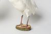 STUNNING RARE WHITE TAXIDERMY PEAHENS