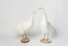 STUNNING RARE WHITE TAXIDERMY PEAHENS