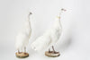 STUNNING RARE WHITE TAXIDERMY PEAHENS