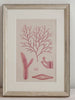 Antique 19th Century Handcoloured Seaweed Prints, mounted and framed - Decorative Antiques UK  - 5