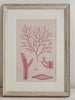 Antique 19th Century Handcoloured Seaweed Prints, mounted and framed - Decorative Antiques UK  - 5