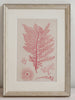 Antique 19th Century Handcoloured Seaweed Prints, mounted and framed - Decorative Antiques UK  - 1