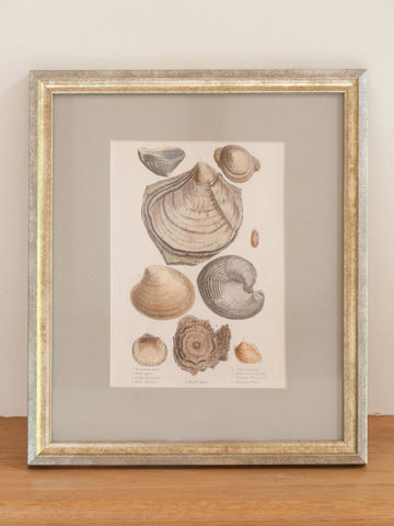 Antique 19th Century Hand Coloured Shell Engravings, mounted and framed
