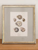 Antique 19th Century Hand Coloured Shell Engravings, mounted and framed