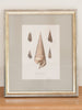 Antique 19th Century Hand Coloured Shell Engravings, mounted and framed