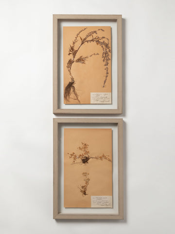 Vintage Swedish Herbariums
