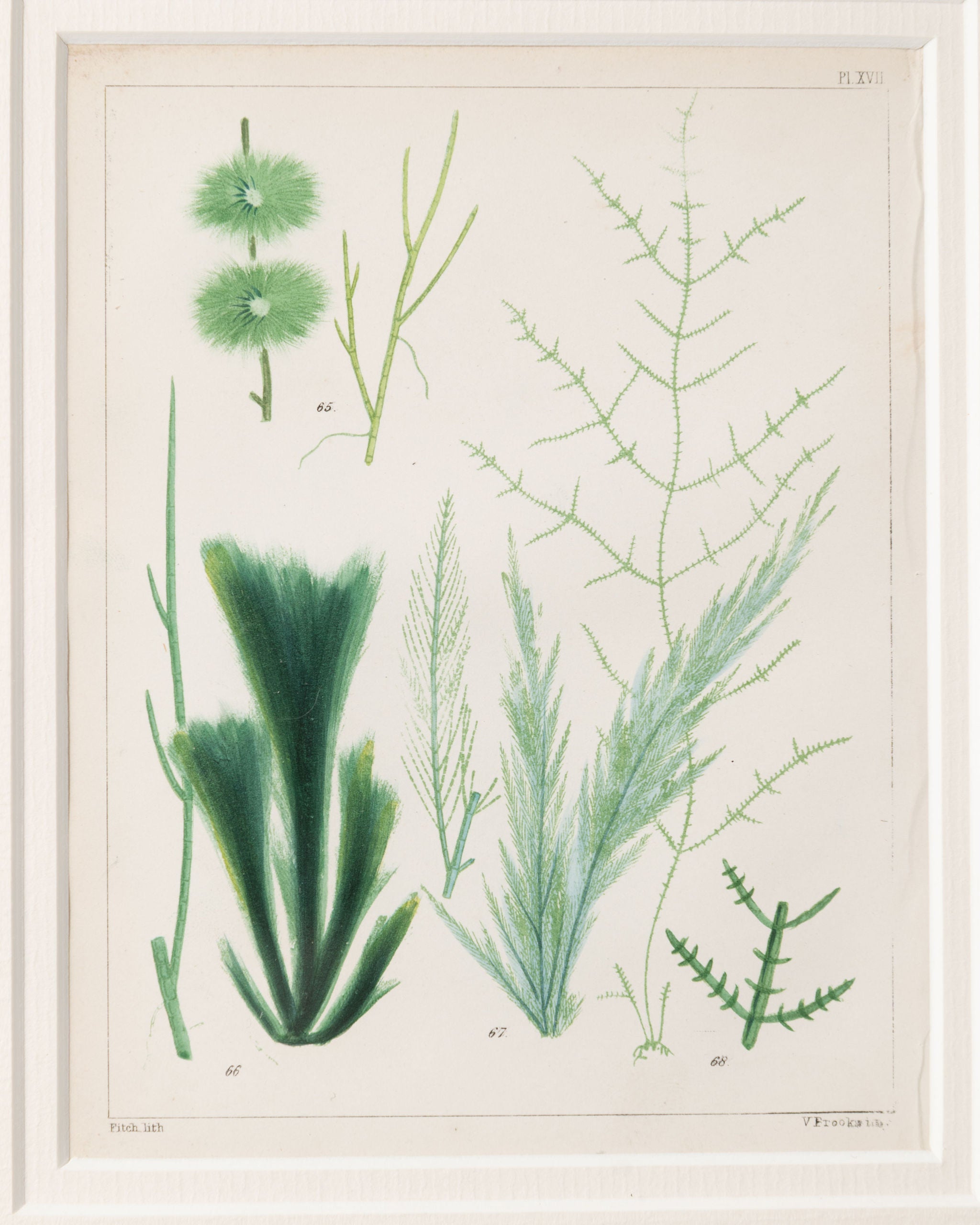 Antique 19th century hand coloured seaweed prints in bespoke silver gilt frames