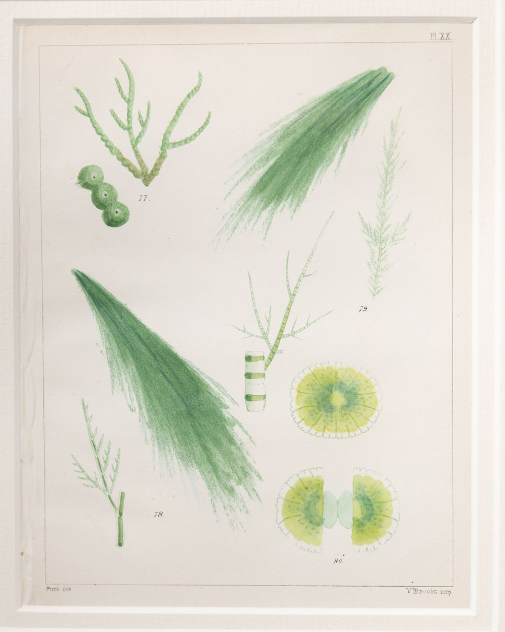 Antique 19th century hand coloured seaweed prints in bespoke silver gilt frames
