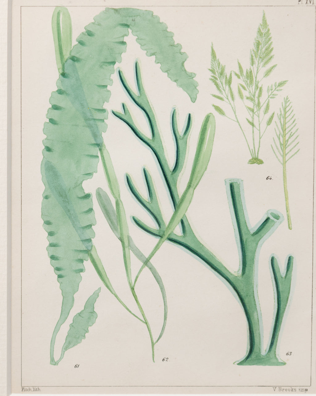 Antique 19th century hand coloured seaweed prints in bespoke silver gilt frames