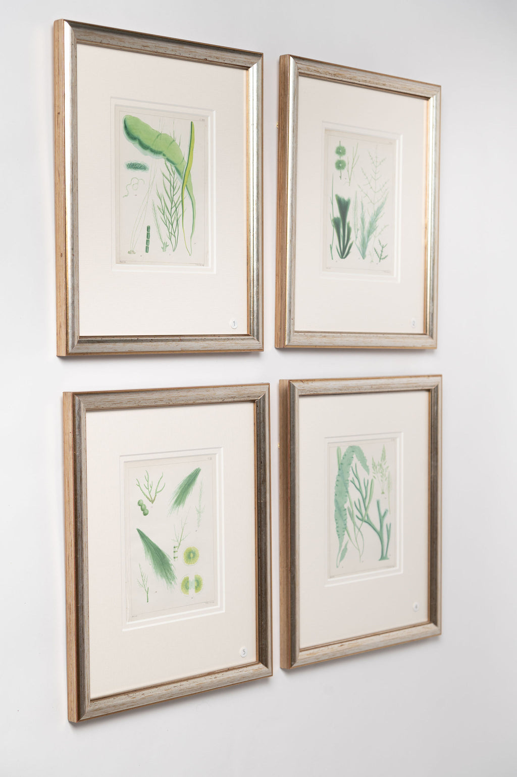 Antique 19th century hand coloured seaweed prints in bespoke silver gilt frames