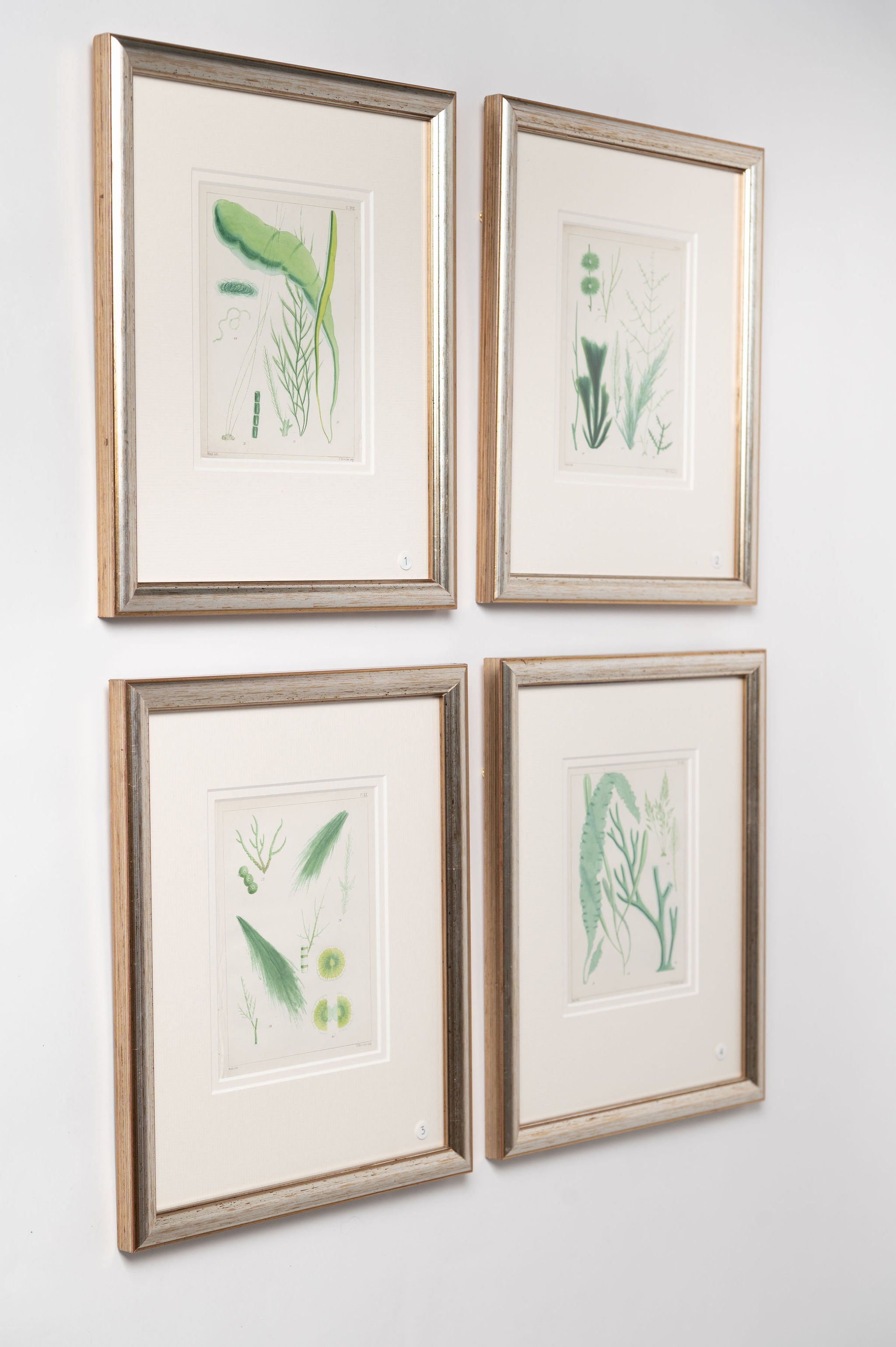 Antique 19th century hand coloured seaweed prints in bespoke silver gilt frames