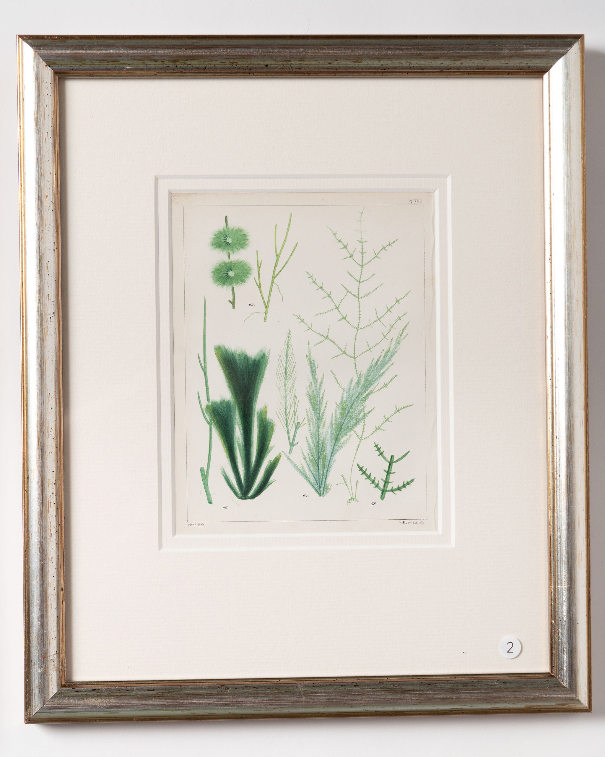 Antique 19th century hand coloured seaweed prints in bespoke silver gilt frames